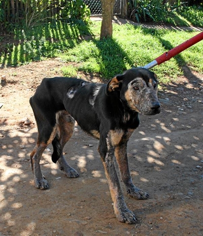 Hond gesond gedokter met liefde en aandag